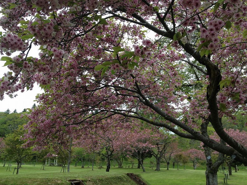 05八重桜の公園.jpg