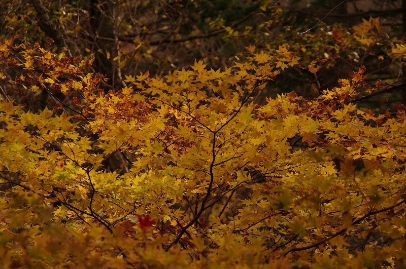 07紅葉01.jpg