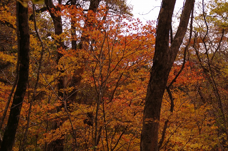 08紅葉02.jpg