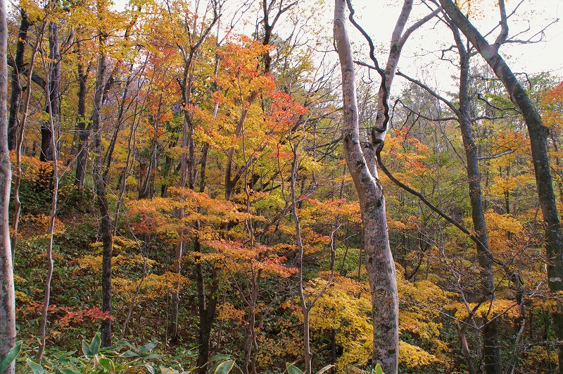 11紅葉03.jpg