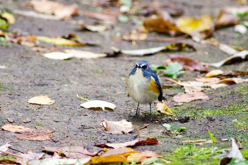 s-20161104-IMGP8297.jpg