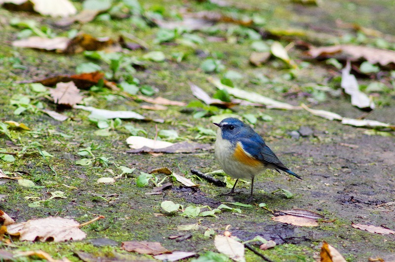 s-20161104-IMGP8301.jpg