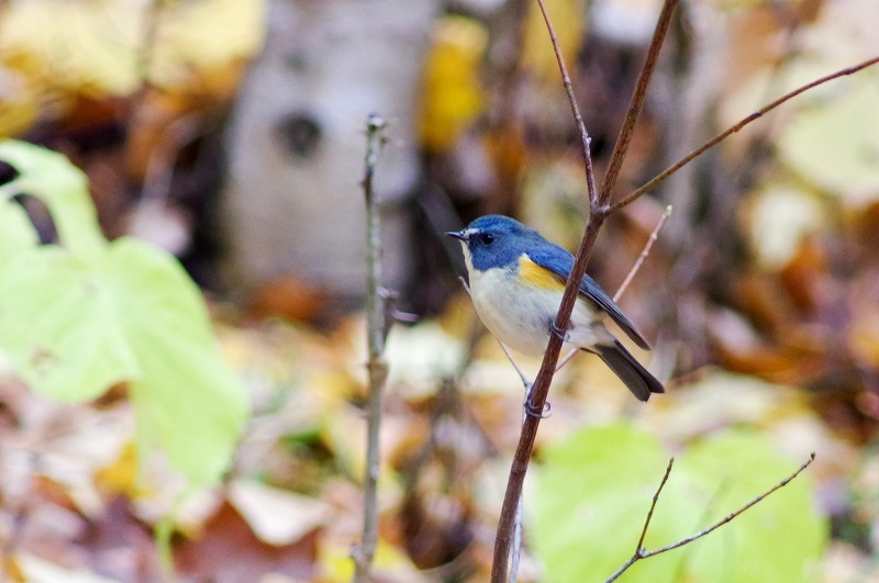 s-20161104-IMGP8316.jpg
