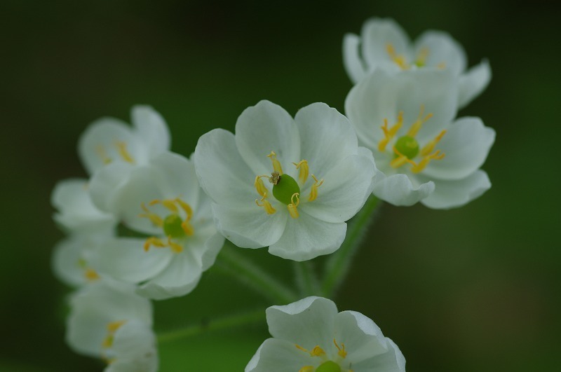 s-IMGP7942.jpg