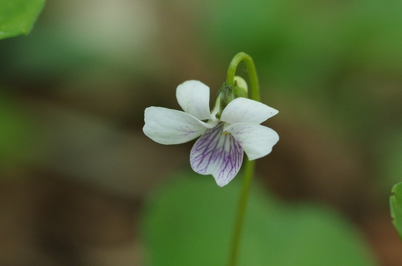 s-IMGP7953.jpg