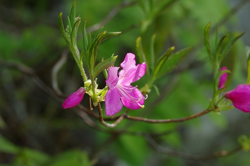 s-IMGP7973.jpg