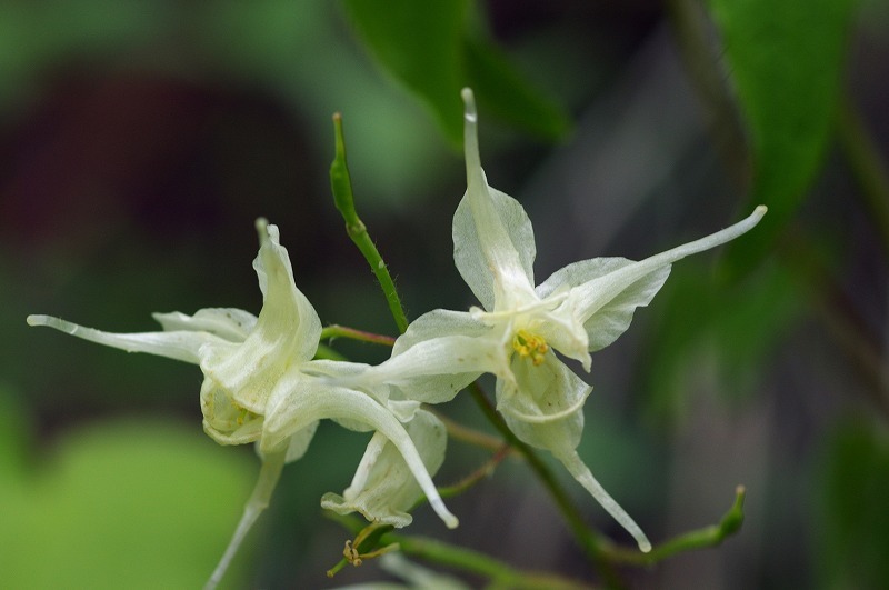 s-IMGP7977.jpg
