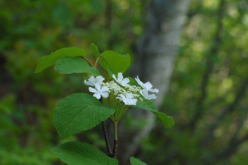 s-IMGP7979.jpg