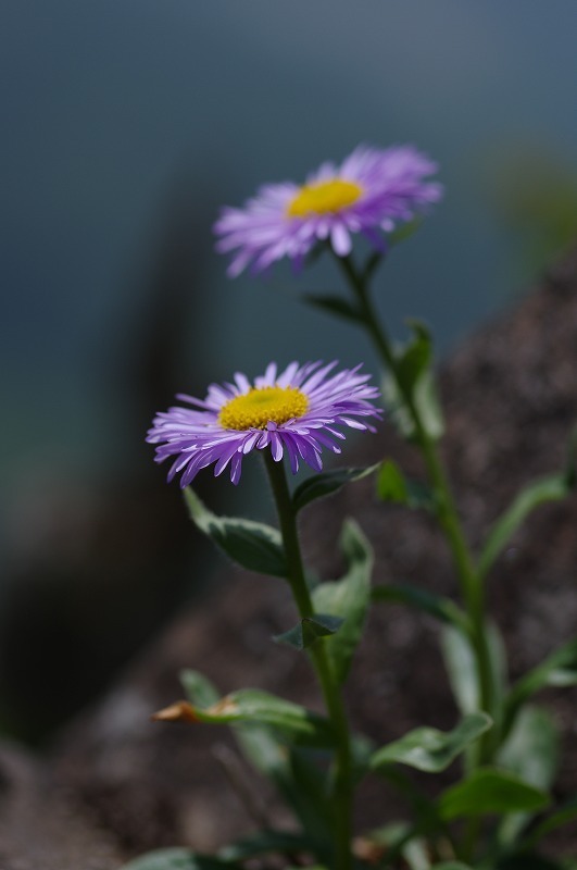 s-IMGP7992.jpg