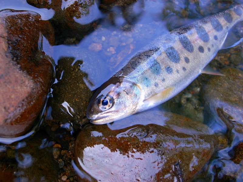 s-R0012604.jpg