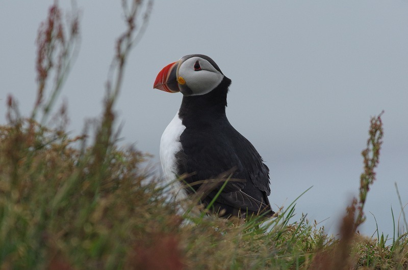 s-puffin (11).jpg