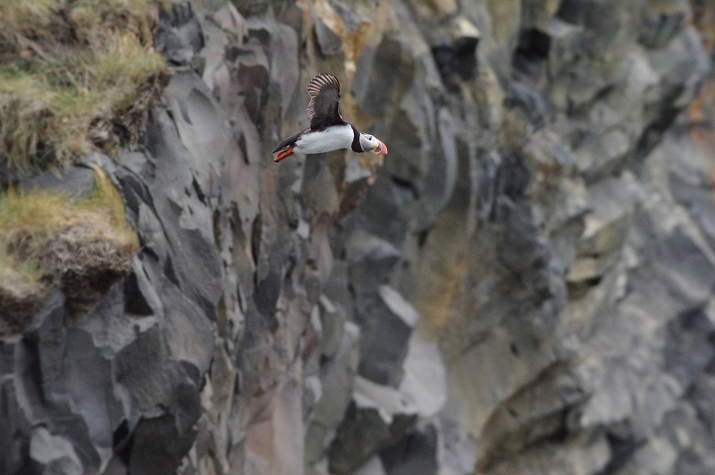s-puffin (1).jpg