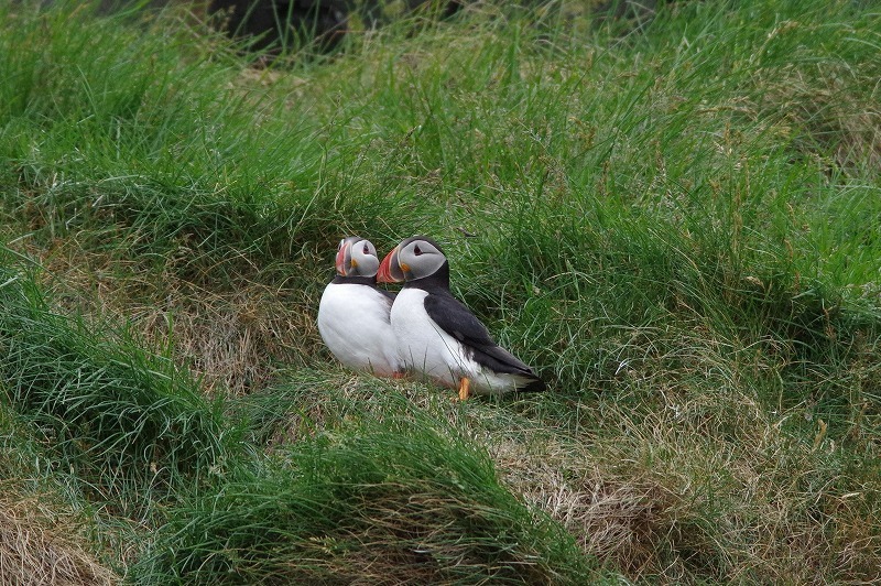 s-puffin (2).jpg
