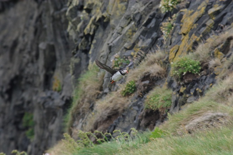 s-puffin (3).jpg