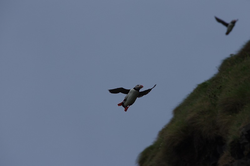 s-puffin (5).jpg