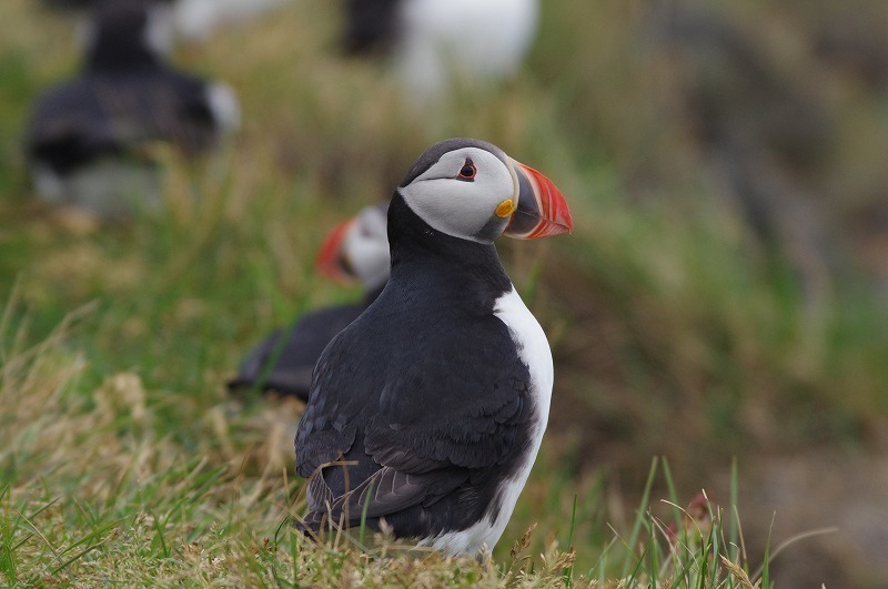 s-puffin (7).jpg