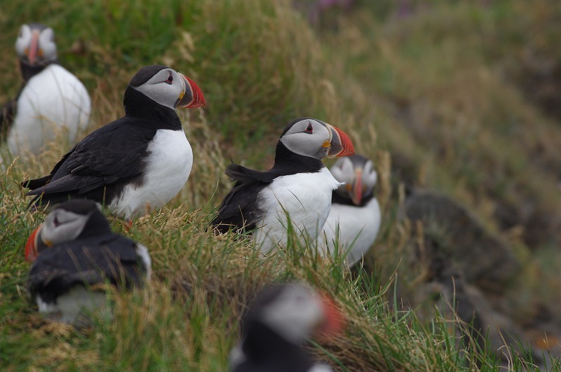 s-puffin (8).jpg