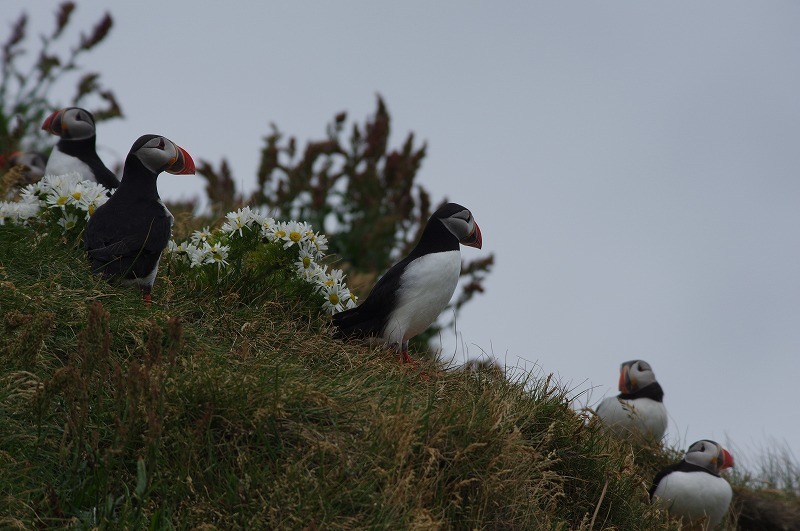 s-puffin (9).jpg