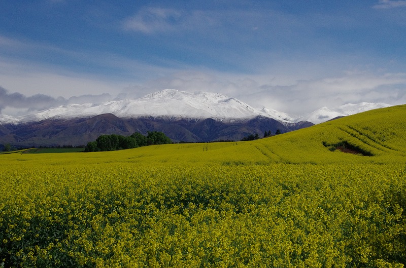 tekapo22.jpg
