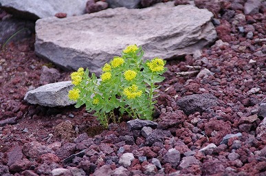 26ホソバイワベンケイ雄花s-s-.jpg
