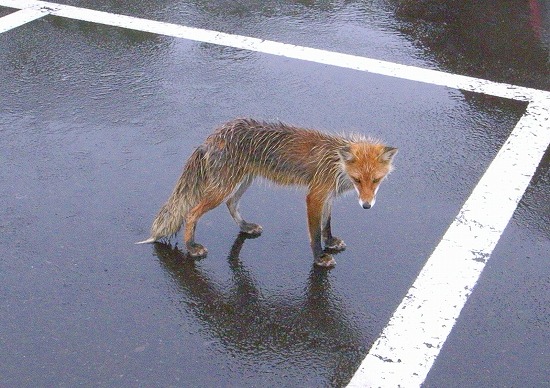 きつね.jpg