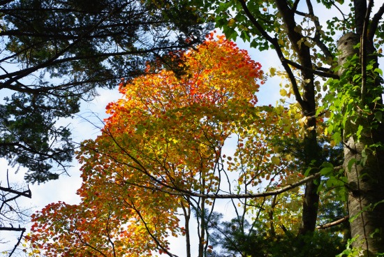だいぶ紅葉してるよ.jpg
