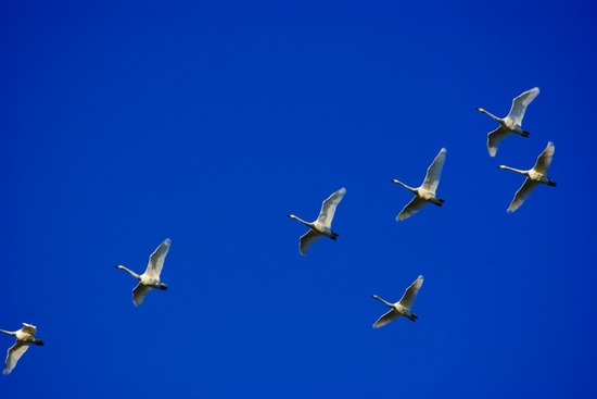 白鳥発見.jpg