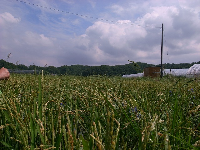 田んぼ.jpg