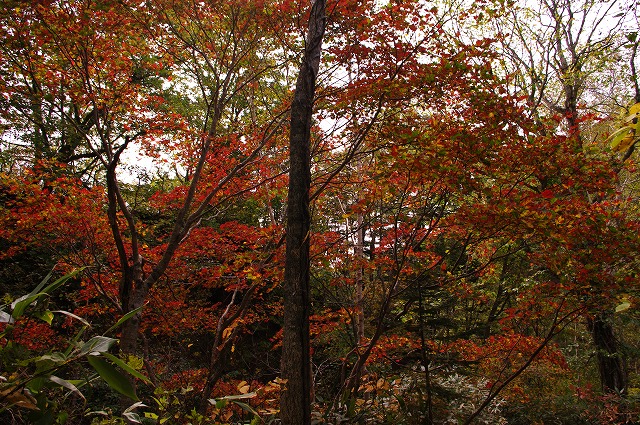 紅葉.jpg