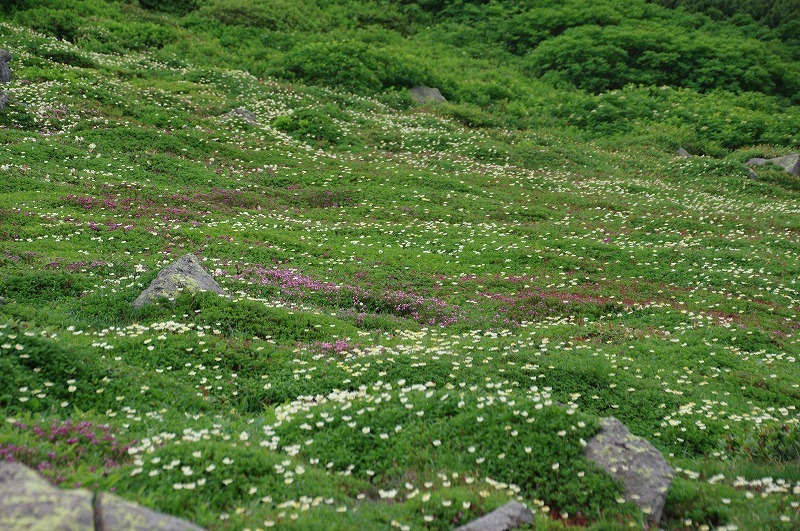 ohachi39.jpg