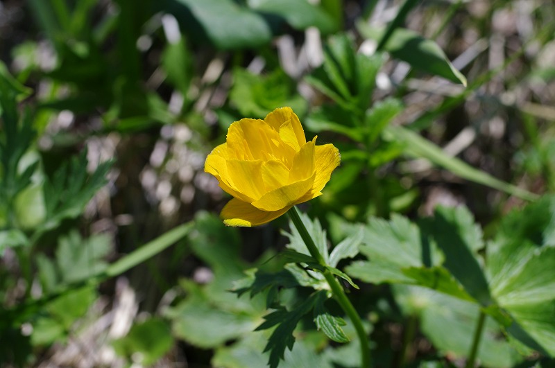s-026.jpg