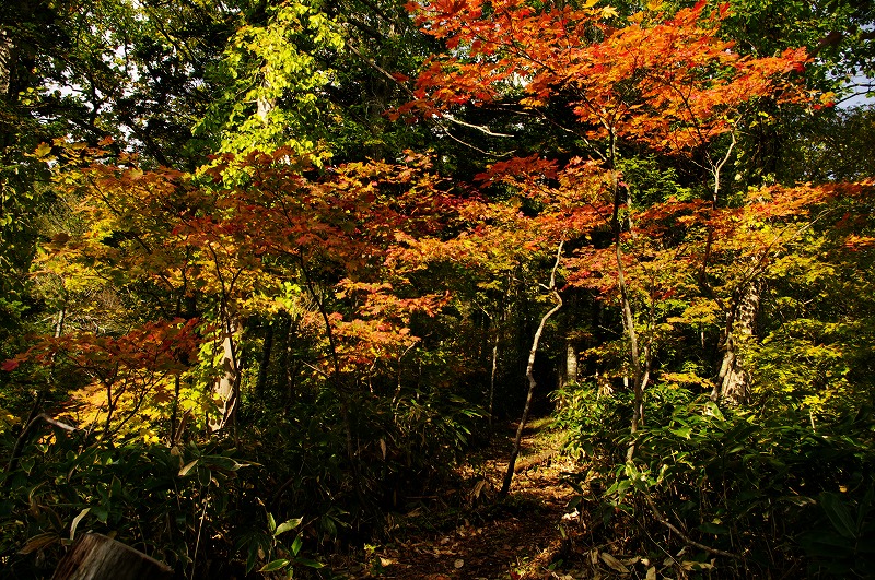 s-IMGP5579.jpg