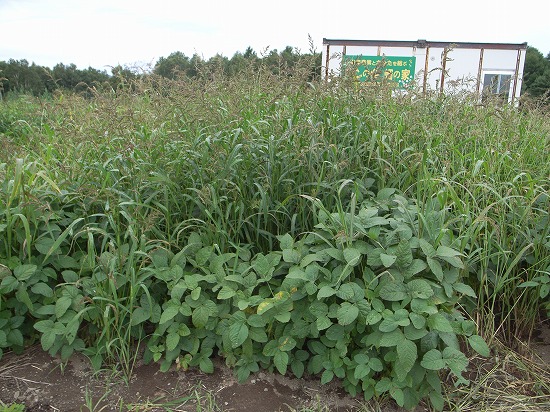 s-R0015382.jpg