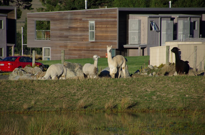 tekapo10.jpg