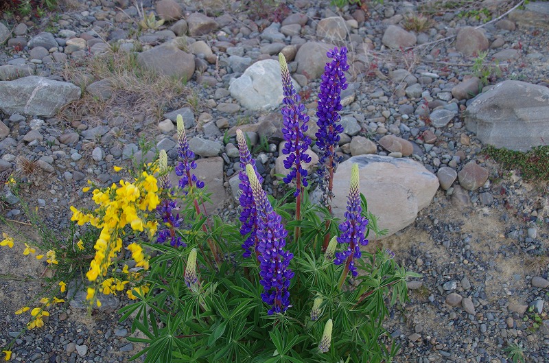 tekapo13.jpg